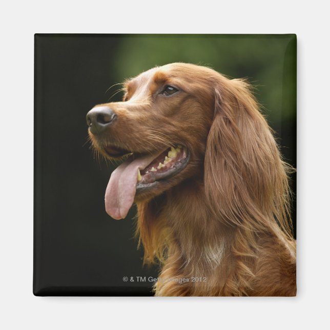Irish Setter 2 Magnet (Front)