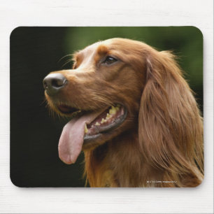 Irish Setter 2 Mouse Mat