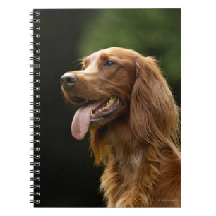 Irish Setter 2 Notebook