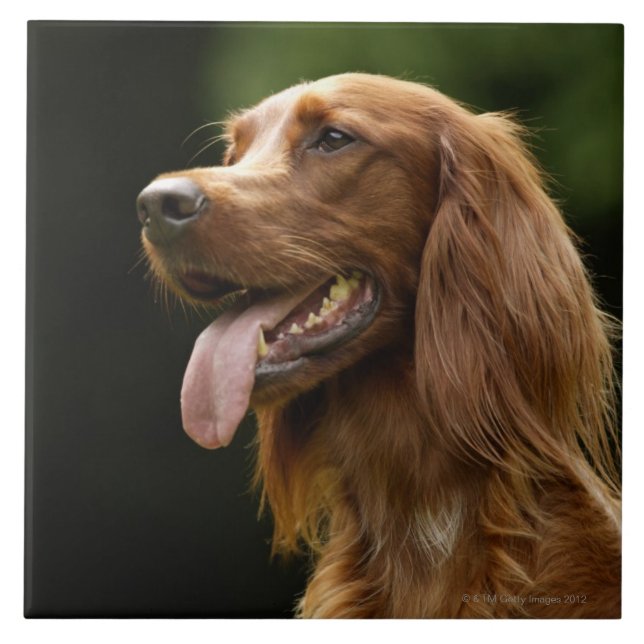 Irish Setter 2 Tile (Front)