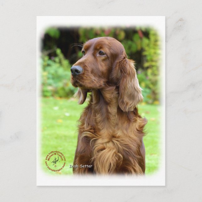 Irish Setter 9T004D-286 Postcard (Front)