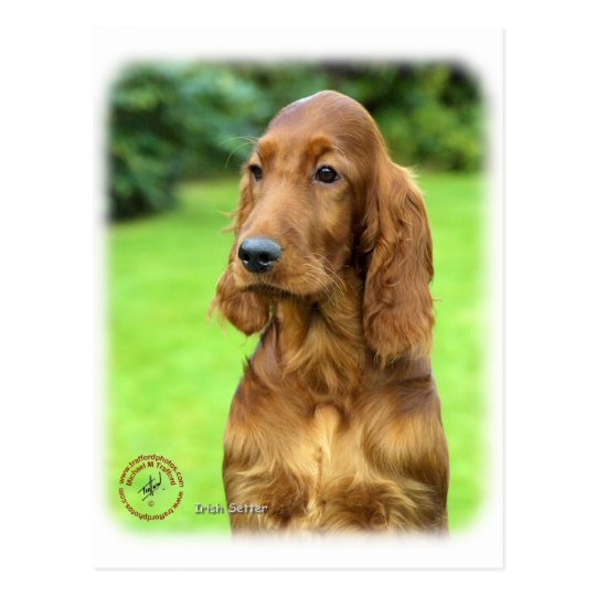 Irish Setter 9T004D-349 Postcard