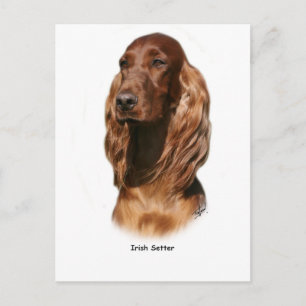 Irish Setter 9Y322D-116 Postcard