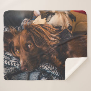 Irish Setter and Pug Sherpa Blanket