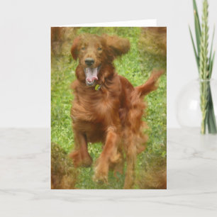 Irish Setter Dog Greeting Card