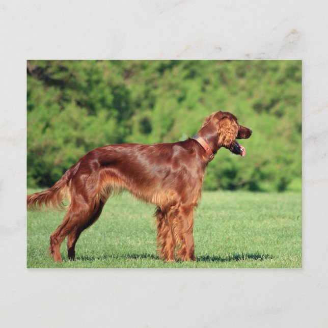 irish-setter-full 2.png postcard (Front)