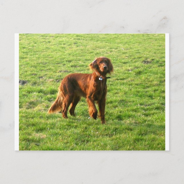 irish setter full 2.png postcard (Front)