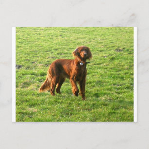irish setter full 2 postcard