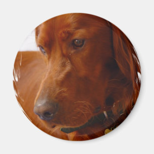 Irish Setter Magnet