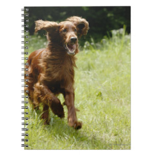Irish Setter Notebook