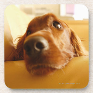 Irish Setter on sofa Coaster