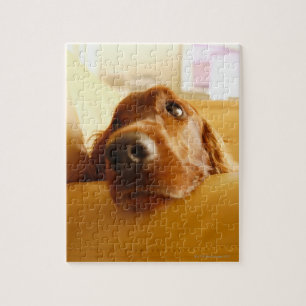 Irish Setter on sofa Jigsaw Puzzle