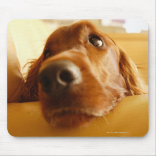 Irish Setter on sofa Mouse Mat