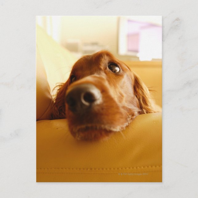 Irish Setter on sofa Postcard (Front)