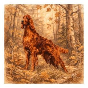 Irish  Setter,  Photo Print