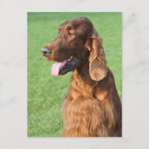 Irish Setter Postcard