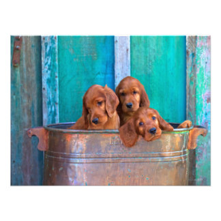 Irish Setter Puppies Photo Print
