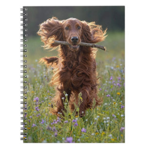 Irish Setter Running with a Stick Notebook
