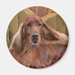 Irish setter, Sophie Magnet