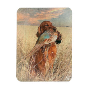 Irish Setter with pheasant    Magnet