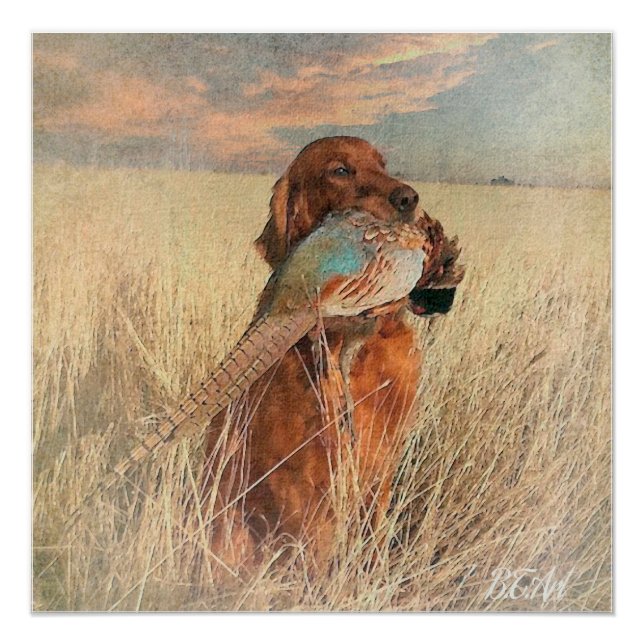 Irish Setter with pheasant  Poster (Front)