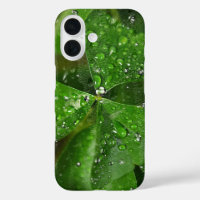 Irish Shamrock With Water Droplets