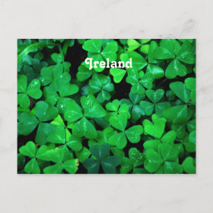 Irish Shamrocks Postcard