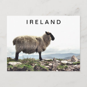 Irish Sheep on Rocks Postcard