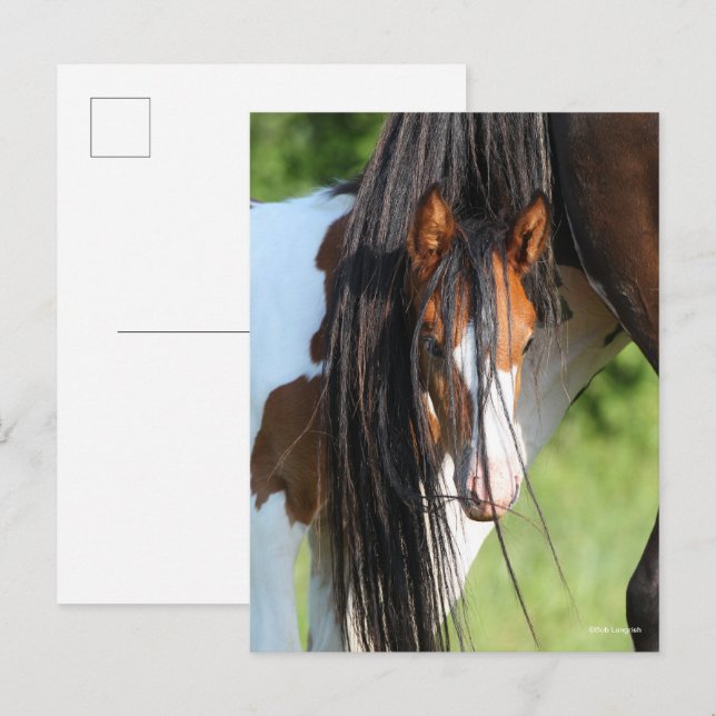 Irish Sport Horse Foal Hiding under Tail Postcard (Front/Back)