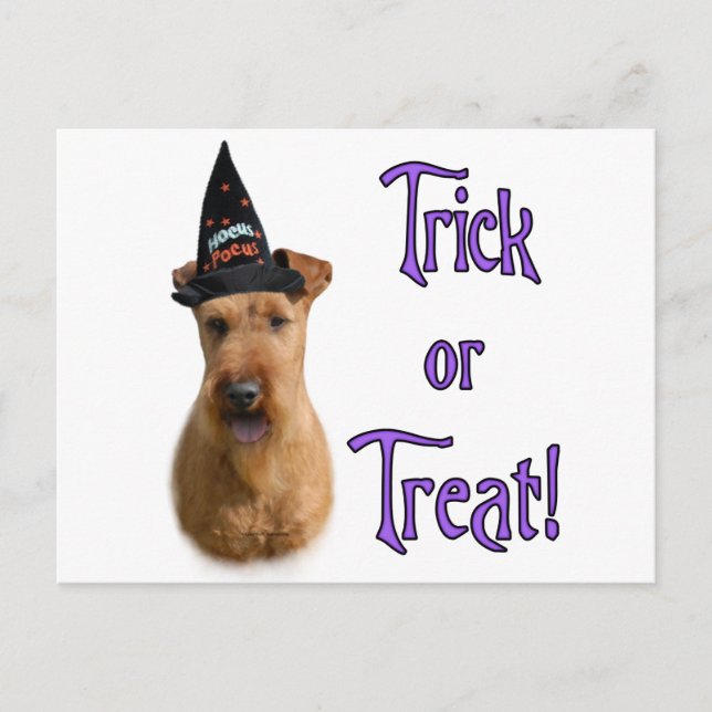 Irish Terrier Trick Postcard (Front)