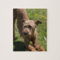 Irish Terrier Yoga