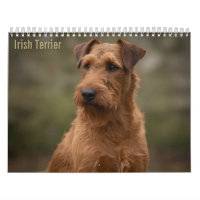 Irish Terriers 2027 Wall Calendar