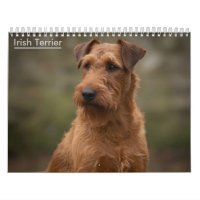 Irish Terriers 2027 Wall Calendar