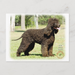 Irish Water Spaniel 9R032D-232 Postcard