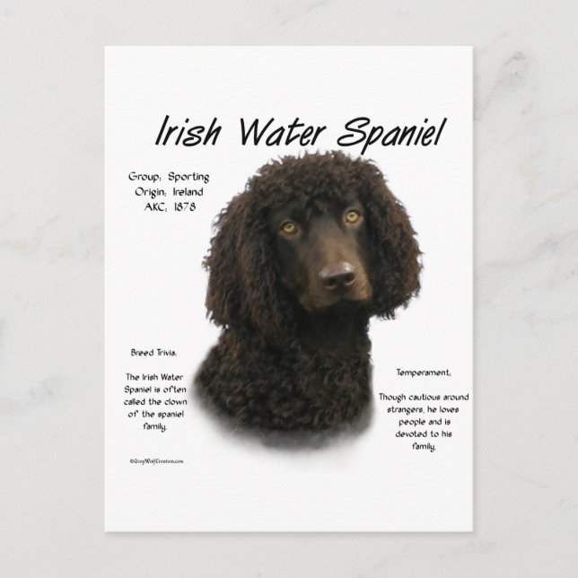 Irish Water Spaniel History Design Postcard (Front)