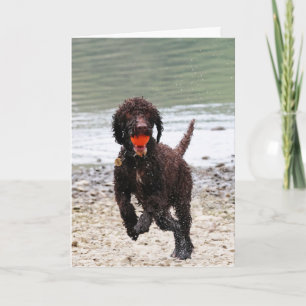 Irish water terrier Birthday Card
