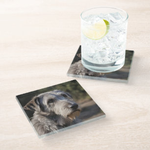 Irish Wolfhound I Am Not Amused, Glass Coaster