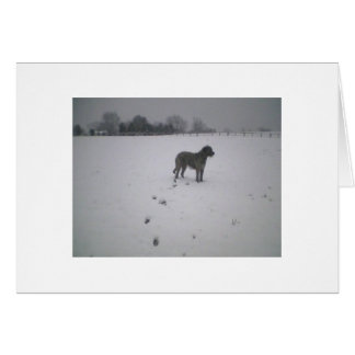 Irish wolfhound in the snow