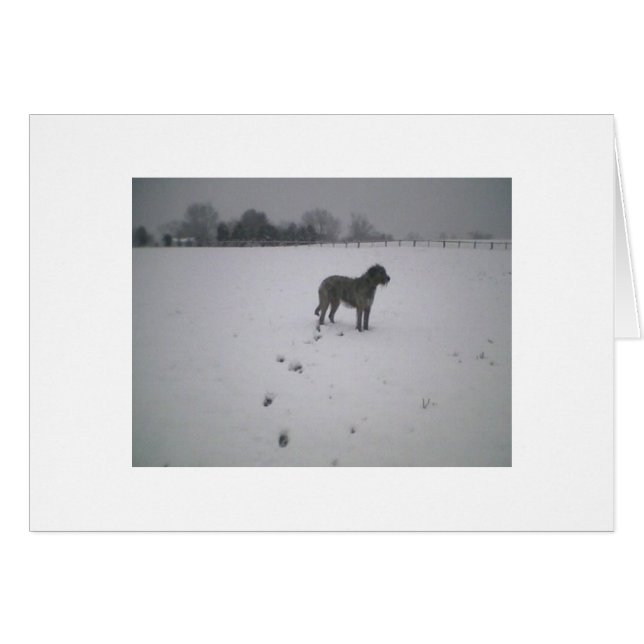 Irish wolfhound in the snow (Front Horizontal)