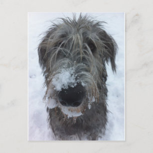 irish wolfhound playing in the snow postcard