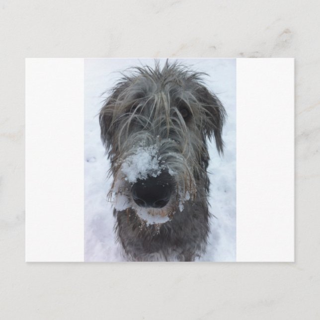 irish wolfhound playing in the snow postcard (Front)