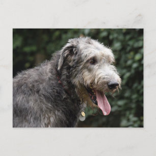 irish wolfhound postcard