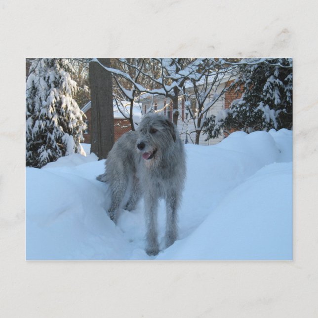 Irish wolfhound postcard (Front)