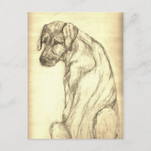 Irish Wolfhound Puppy Looking Back Postcard