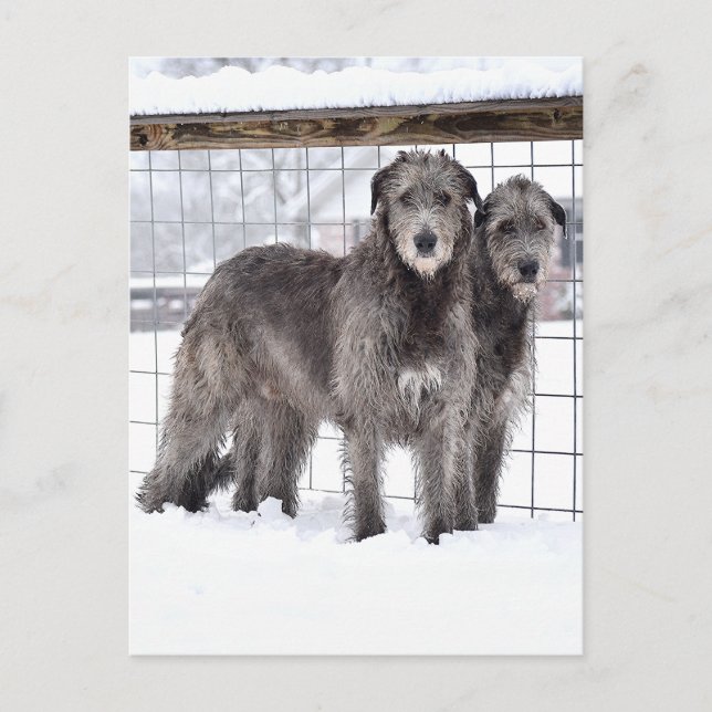 Irish Wolfhounds in Snow Postcard (Front)