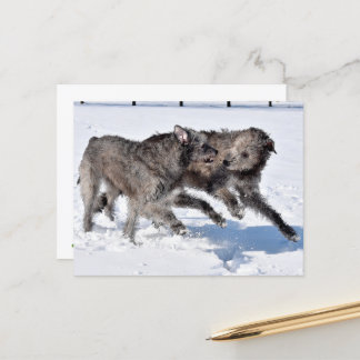 Irish Wolfhounds running in Snow Postcard