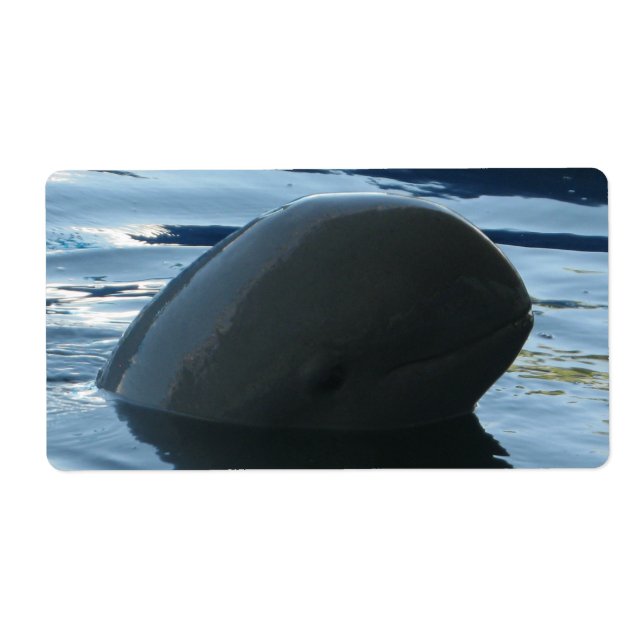 Irrawaddy Dolphin Peek-A-Boo (Front)