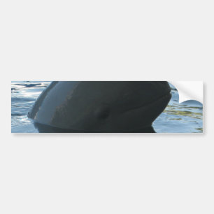 Irrawaddy Dolphin Peek-A-Boo Bumper Sticker