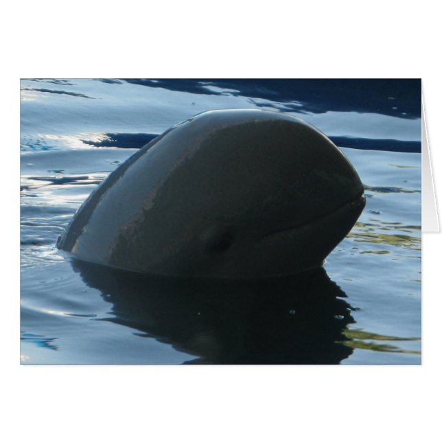 Irrawaddy Dolphin Peek-A-Boo Card (Front Horizontal)