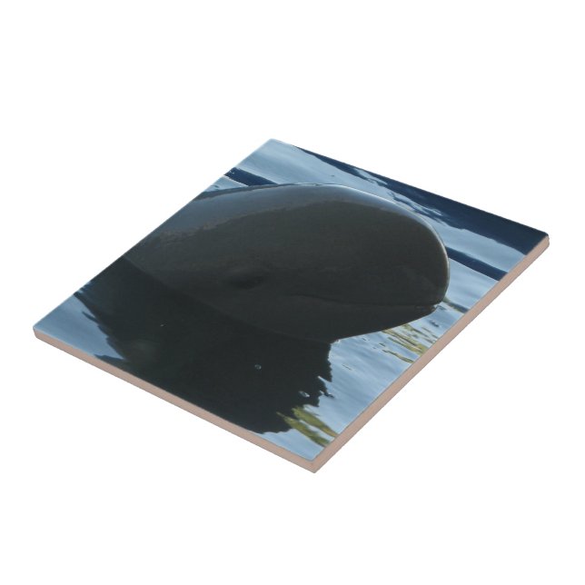 Irrawaddy Dolphin Peek-A-Boo Tile (Side)